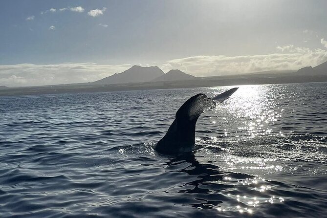 Whale Dream ltd - Whales watching and swim with dolphins - Snacks and soda on board, plus the comfort you actually feel