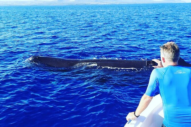 Whale Dream ltd - Whales watching and swim with dolphins - Who this tour suits best in Mauritius