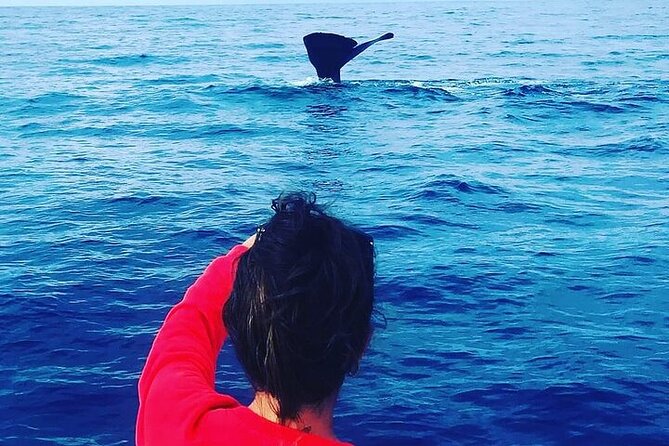 Whale Dream ltd - Whales watching and swim with dolphins - How the hydrophone search works at sea