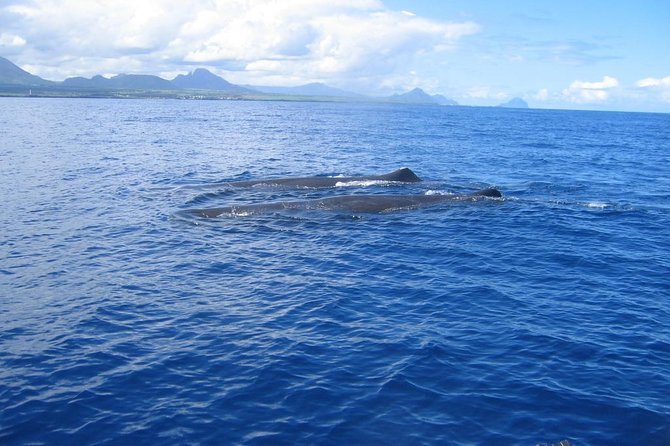 Whale watching - Key Things That Make This Whale Watching Trip Worth Your Time