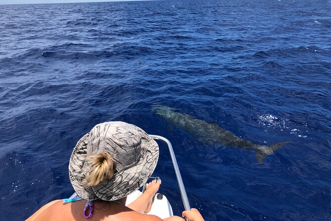 Whale Watching and Private Ocean Safari Experience in Mauritius - Price and value: $850 per group for a private 3-hour ocean safari