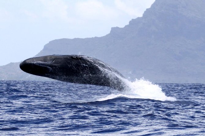 Whale watching - Speedboat Whale Watching From Grande Riviere Noire, 10:00 AM to Around 1:00 PM