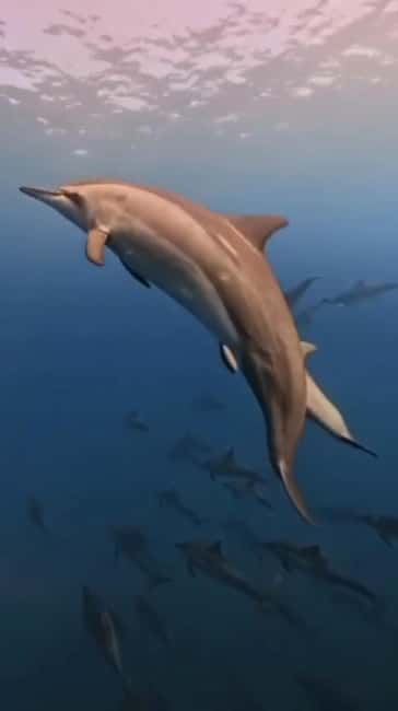 Wild Dolphin Encounter & Snorkeling Adventure – Mauritius. - Sunrise speedboat to Mauritius dolphin hotspots