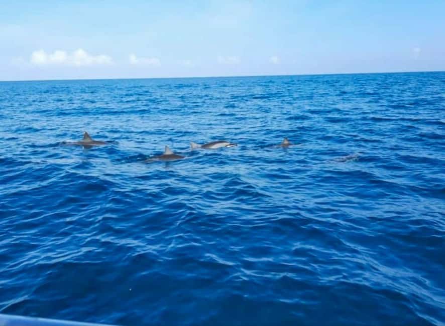 Wild Dolphin Encounter & Snorkeling Adventure – Mauritius. - The swim itself: calm rules, limited water entry