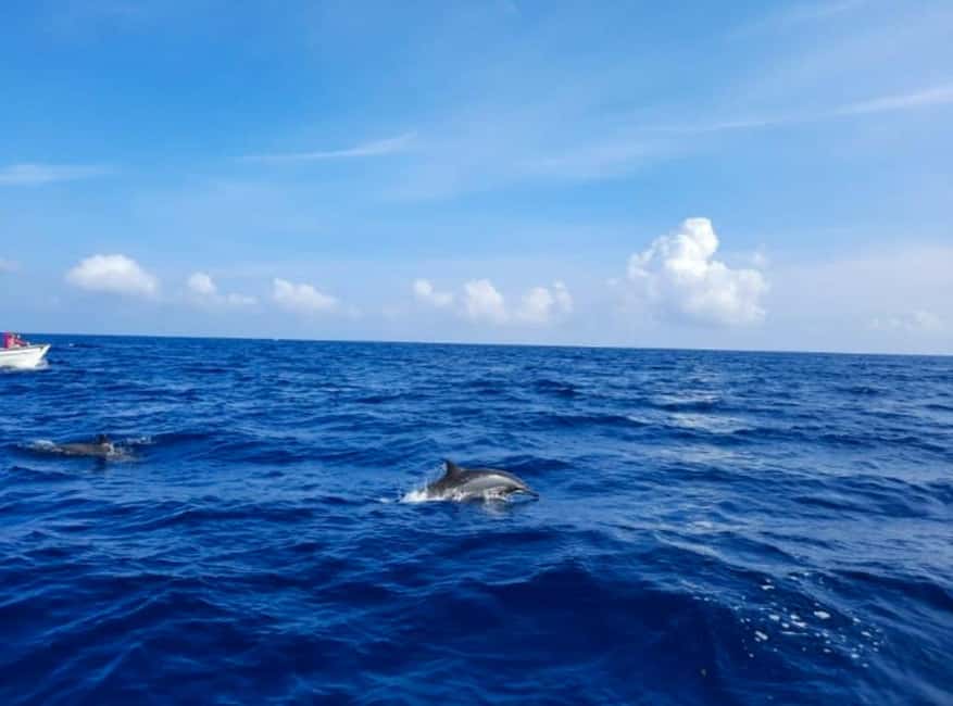 Wild Dolphin Encounter & Snorkeling Adventure – Mauritius. - Shared boat logistics, splitting into smaller groups