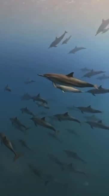 Wild Dolphin Encounter & Snorkeling Adventure – Mauritius. - Languages, crew style, and how to get clear instructions