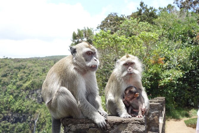 Wild South West Tour : SAFARI & TULAWAKA CASELA PARK & LE MORNE - What This Tour Is, in Plain Terms